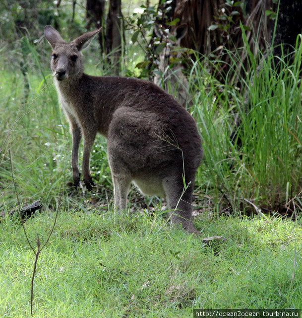 Первый раз увидели в это посещении Австралии кенгуру. Штат Квинсленд, Австралия