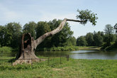 Дерево-ухо в Павловске.