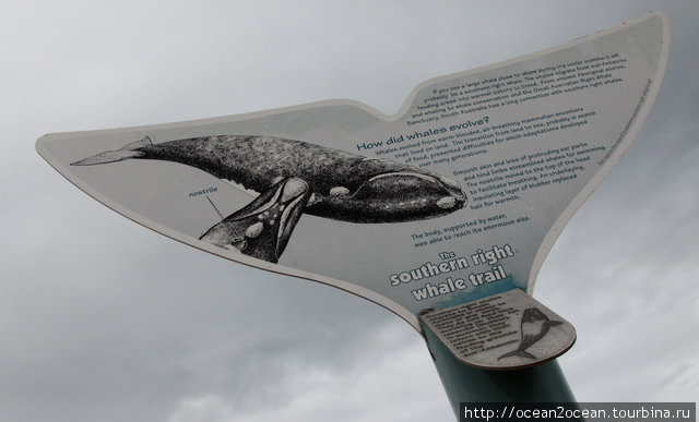 Вдоль Великого Австралийского Обрыва нерестятся киты. Штат Южная Австралия, Австралия