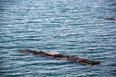 Садки для рыбы на озере Титикака