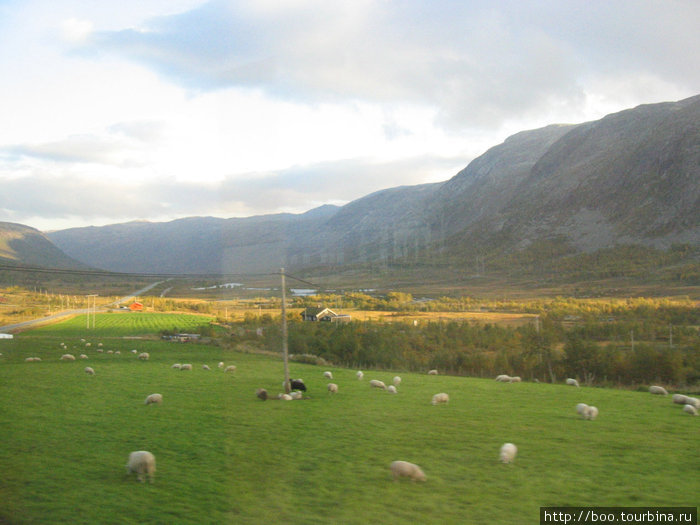 на склонах гор пасутся стада овец и коз Флом, Норвегия