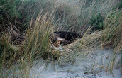 Морской лев на пляже Аллэнс Бич