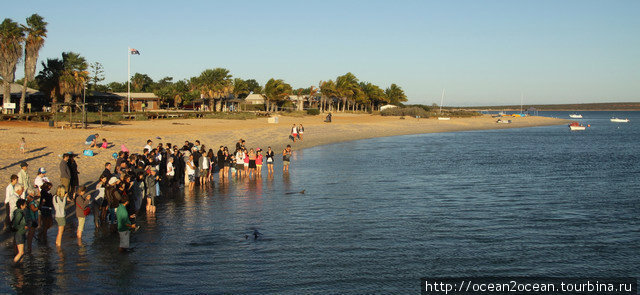 Monkey Mia NR — место знаменитое тем, что прямо с берега там кормят диких дельфинов, которые утром приплывают на кормежку. Штат Западная Австралия, Австралия