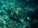 Мы много где в мире сноркелились, но на наш взгляд, кораллы в Coral Bay — самые большие и красивые из тех, что мы видели в жизни.