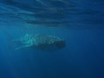 За все погружения мы увидели и поплавали с 4-мя разными китовыми акулами!