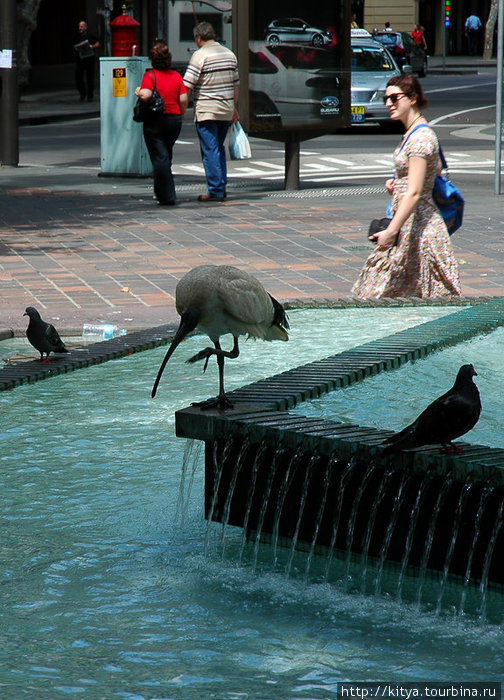 Ибис купается в фонтане Сидней, Австралия
