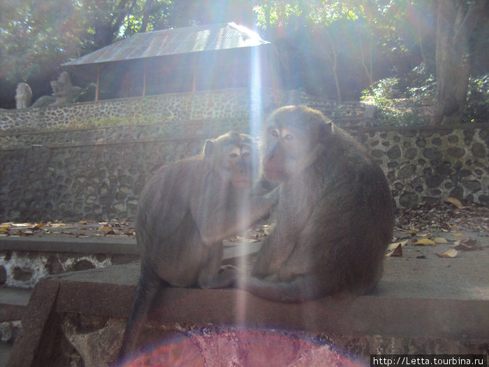 Гора обезьян Остров Ломбок, Индонезия