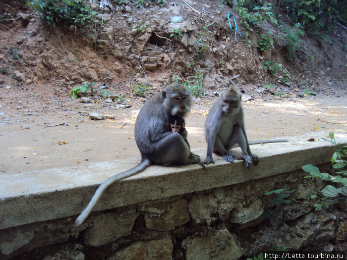 Семья обезьянок Остров Ломбок, Индонезия