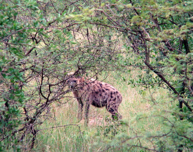 А это пятнистая гиена на разведке, увидела стаю гиеновых собак и убежала к своим. Мы ждали несколько минут. Гид сказал, что возможно сейчас будет драка между ними. Но увы... Шлушлуве-Умфолози Национальный Парк, ЮАР