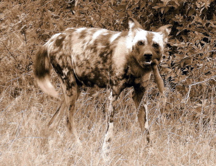 Что держала в зубах эта собака,  мы так и не поняли, наверное хвост чей-то. Шлушлуве-Умфолози Национальный Парк, ЮАР
