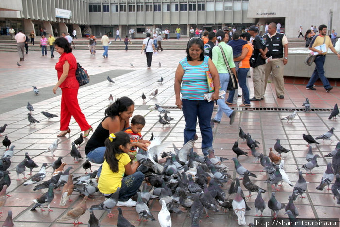 Кормление голубей Кали, Колумбия