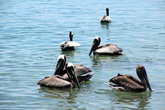 Группа пеликанов