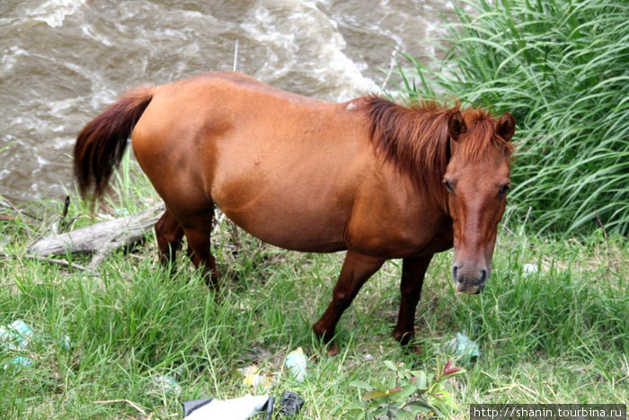 Лошадь на берегу реки Табай, Венесуэла