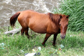 Лошадь на берегу реки