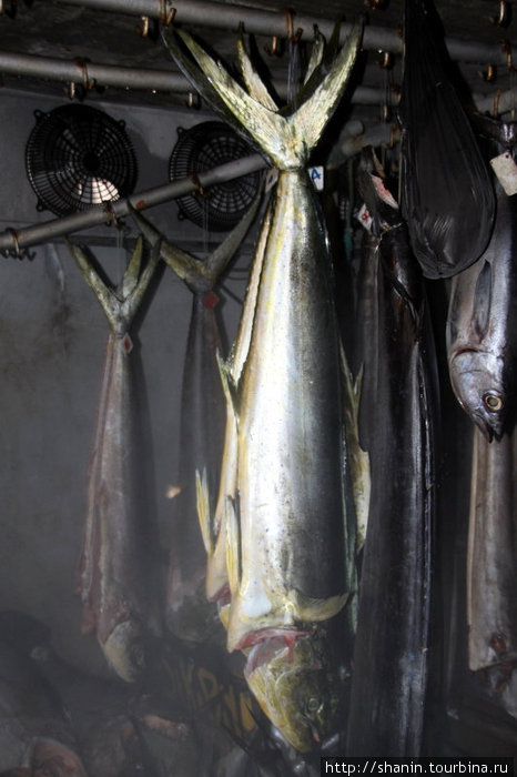 На местном рыбзаводе рыбу сразу же коптят Гояве, Гренада