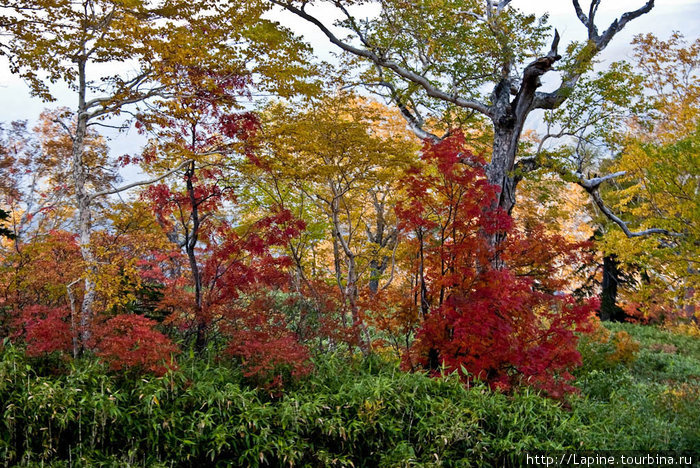 Окрестности Соункё Онсэн Национальный парк Дайсецудзан, Япония