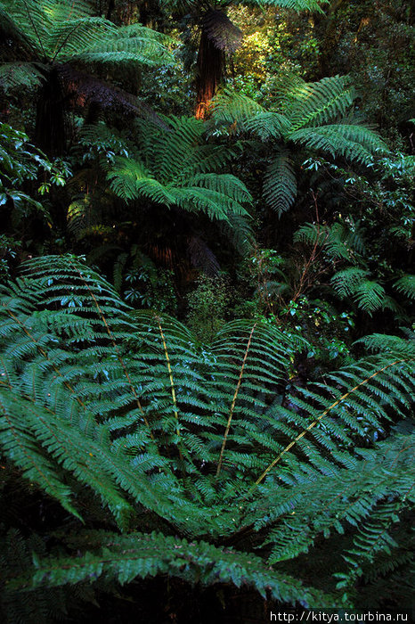Дорога на Милфорд Фьордленд Национальный Парк, Новая Зеландия
