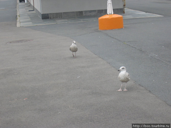 только чайки проявляли к нам свой меркантильный интерес :) Осло, Норвегия