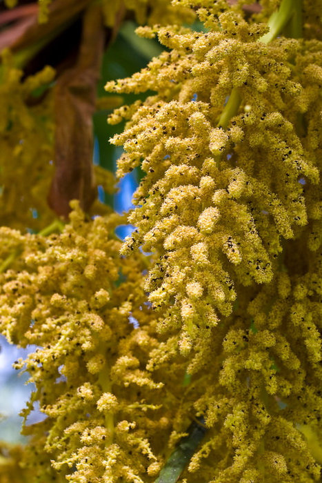 А вот так цветет финиковая пальма Сухум, Абхазия