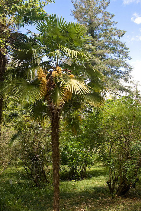 Финиковая пальма в цвету Сухум, Абхазия