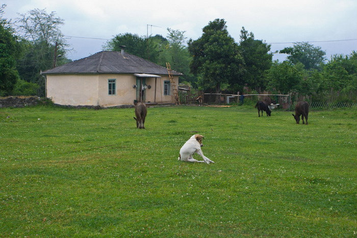 Щас тут пасутся буйволы Очамчырский район, Абхазия