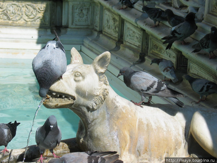 Не одеты в «правильный» цвет только скульптуры Фонте Гайя (ох какие красивые!) и голуби, пьющие из него воду. Сиена, Италия