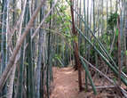 Дикая бамбуковая роща на острове Мукаидзима.