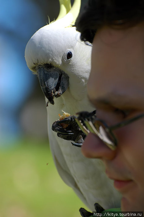 Попугаи какаду в ботаническом саду Сидней, Австралия
