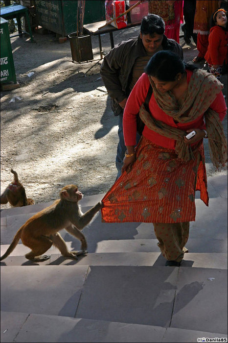 Защита от обезьян Индия