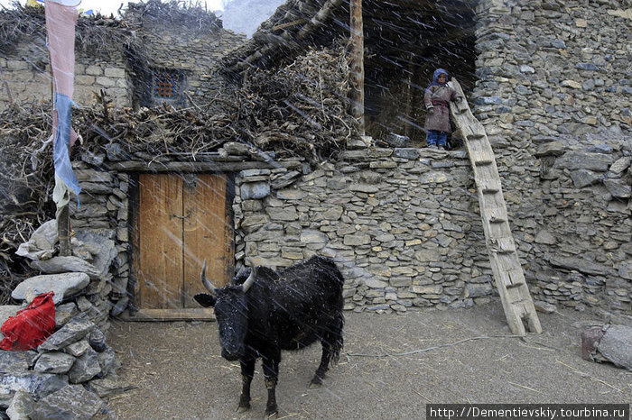 Как только пошёл снег, деревня на глазах опустела. Температура стала опускаться, а к ночи задул ещё и сильнейший ветер, от которого никакая одежда не спасала. Непал