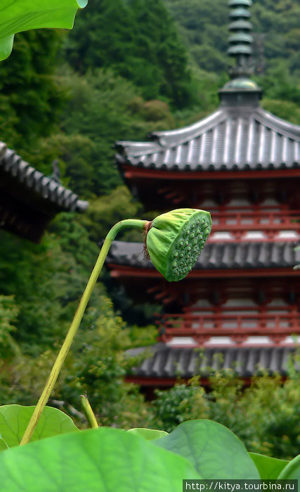 Лотосы в храме Мимуродо Удзи, Япония