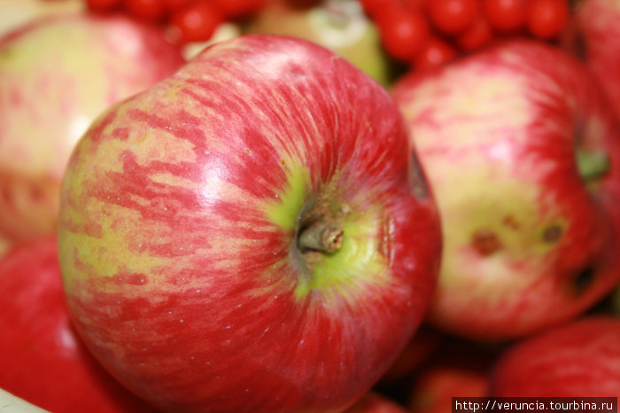 Яблок в этом году будет богатый урожай.