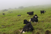 Коровкам и в тумане хорошо жить, самое главное чтоб была сочная трава