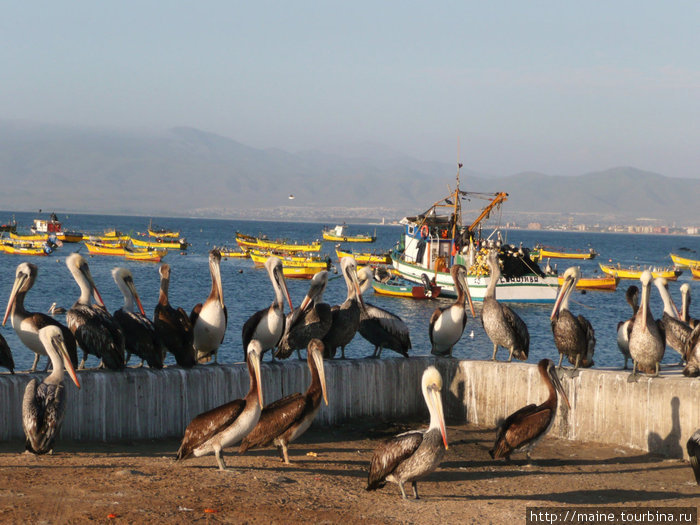 С Андаколло мы поехали на северо -запад в город Ла-Серена,где снимаем этих пеликанов. Сантьяго, Чили