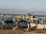 С Андаколло мы поехали на северо -запад в город Ла-Серена,где снимаем этих пеликанов.