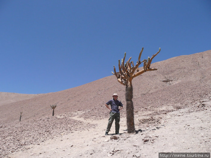 От Арики до боливийской границы 190 км на восток по дороге №11. Здесь на высоте свыше 2,500м растут кактусы Канделябр.