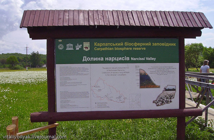 Пьянящий аромат в долине нарциссов, Закарпатье Карпатский биосферный заповедник, Украина