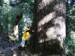 Подымаясь в горы на востоке от Виларики мы попали в лес деревьев -гигантов.