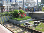 Вокзальные тупики засажены цветами, в Киеве такого не замечал. Красиво.