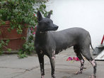 Перуанска бесшерстная собака.Единственный вид собак,который в Перу  в красной книге.