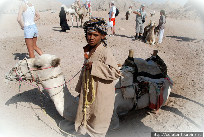 погонщики верблюдов Хургада, Египет