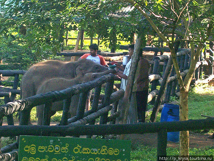Слоновий питомник Уда Валаве Провинция Ува, Шри-Ланка