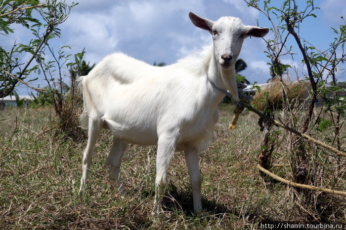 Коров на Барбадосе не держат — места мало, а козы встречаются Ви-Крейн, Барбадос