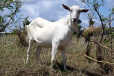 Коров на Барбадосе не держат — места мало, а козы встречаются