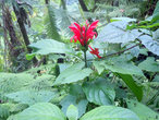 Цветы в джунглях