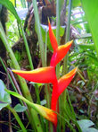 Бализье — так называют этот оригинальный цветок