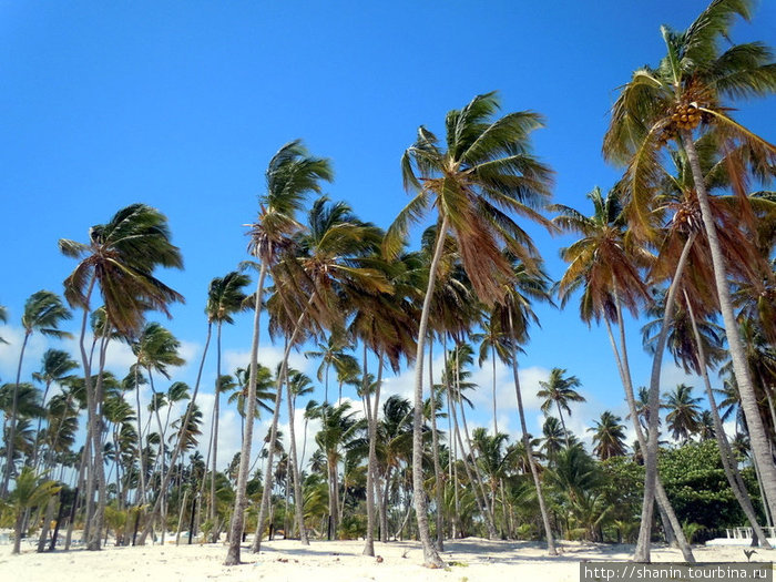 Только пляж, но очень длинный Баваро, Доминиканская Республика