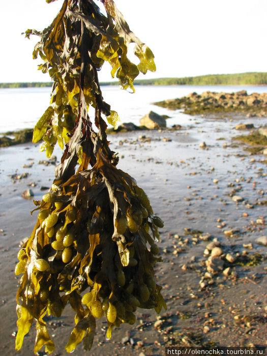 такие вот водоросли, похожие на маринованные огурцы Лоухи, Россия