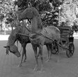 Скульптура лошади с каретой расположена около Минской ратуши. Скульптор В.Жбанов.
Адрес:  пл. Свободы, д. 2А