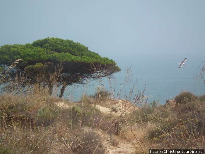 Природа Португалии (часть 1). Португалия